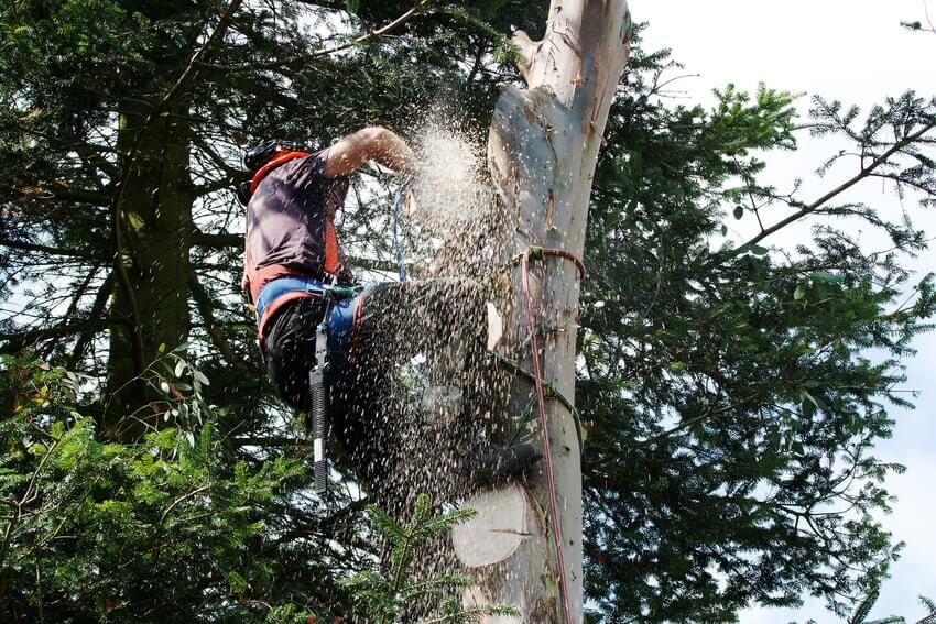 Tree Surgeons Bexley DA5